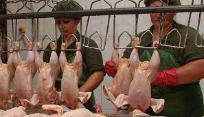 Ukraine will export poultry meat to Kuwait